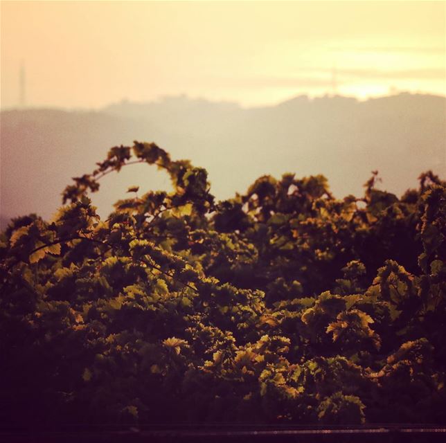 Touched by the Sun ..  goodmorning  Lebanon  nature  green  leaves  raisin...