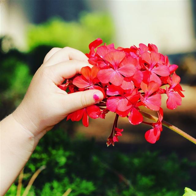 Touching the soul of eachother ...  goodmorning  bonjour  red  flower ...