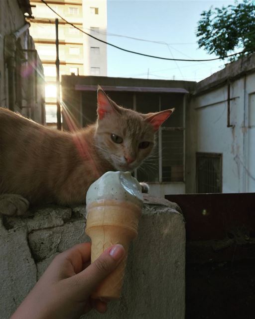 Tout le monde a droit à une glace de chez Bachir... 🐈🍦  bachir  icecream... (Beirut - Ashrafieh)