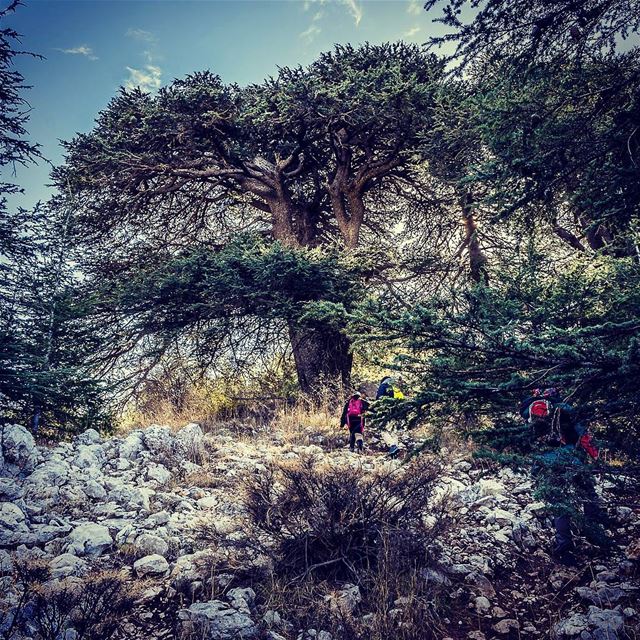 Towards the ancient cedar tree.    (Bâroûk, Mont-Liban, Lebanon)