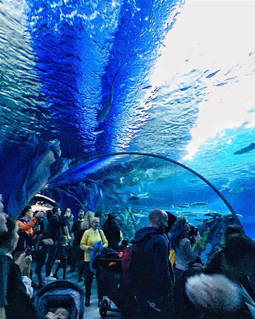 - Traduction Française ⤵️ - Swipe ⬅➡From visiting the aquarium and... (Copenhagen, Denmark)