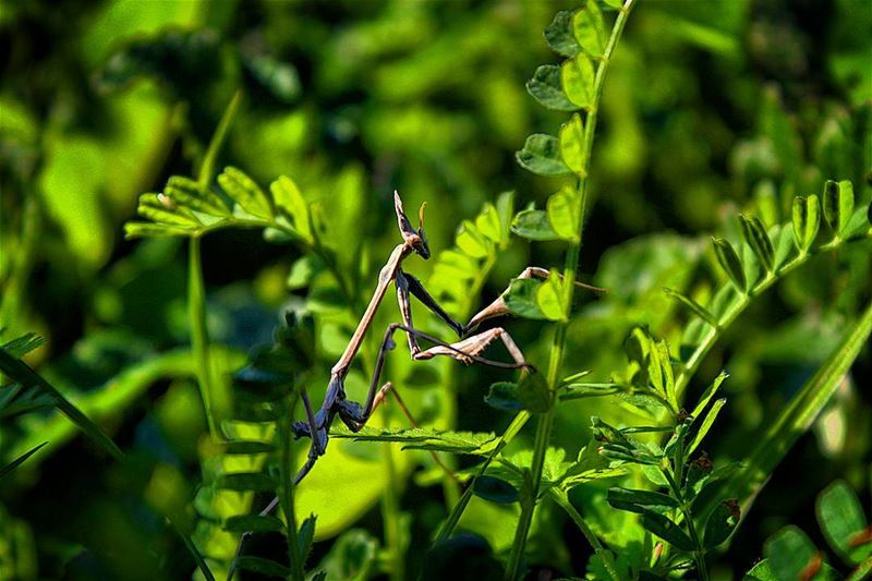 Transformer !!! 😰 ______________________________ closeup  mantis ...