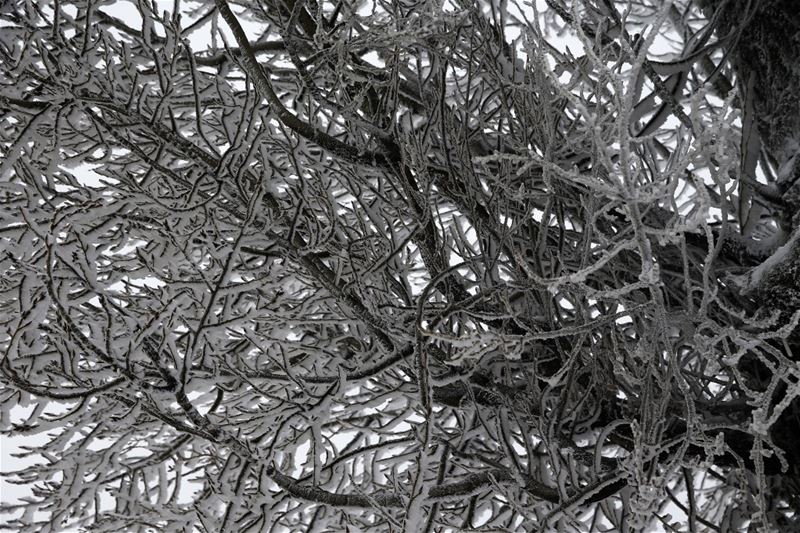 Tree branches covered by snow, in Mdeirej, east Lebanon. (Hussein Malla / AP)