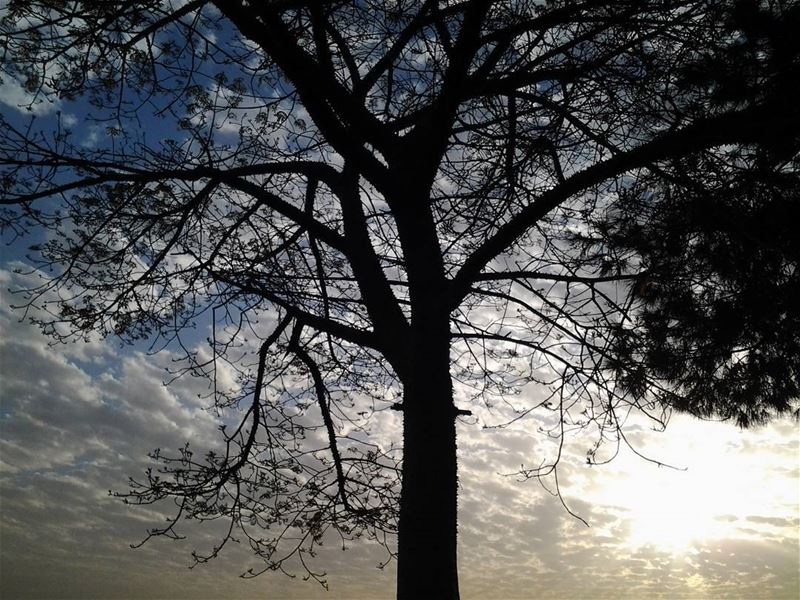 • tree  branches  nature  lebanon  inbeirut  treebranches  shot  sun ...