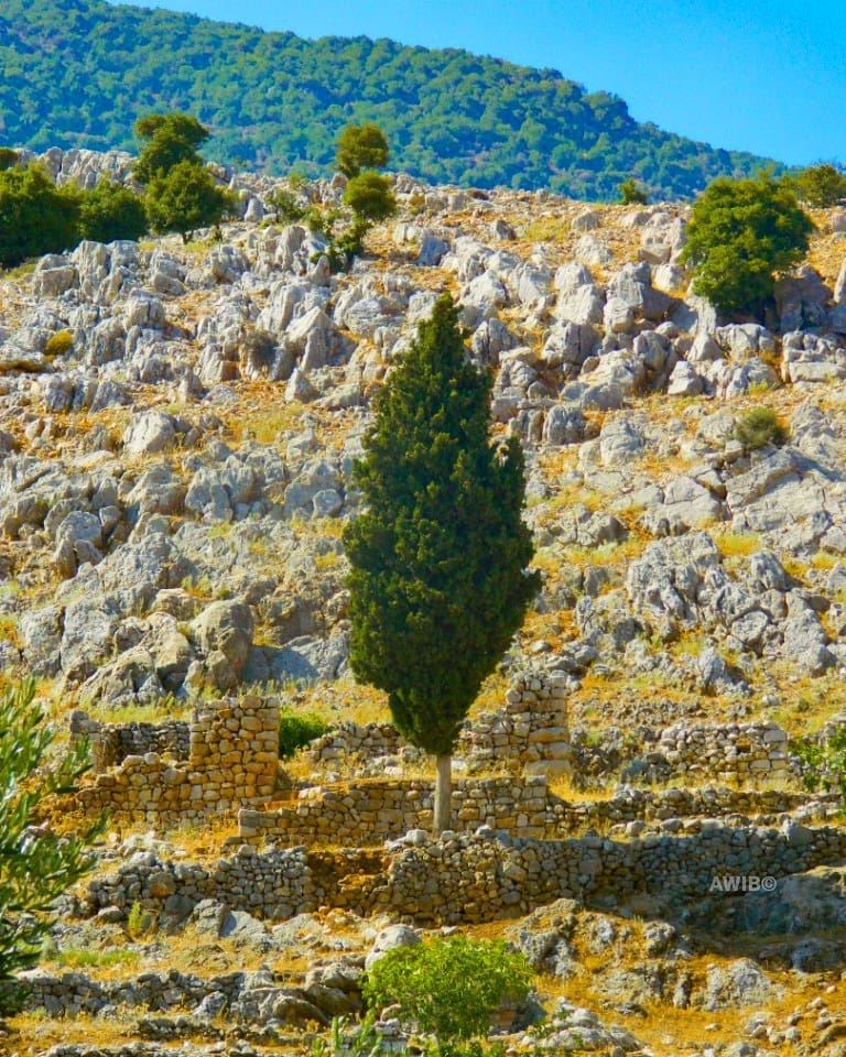  tree  lonely  alone  green  hill  stand  naturephotography  photograph ... (`Ammiq, Béqaa, Lebanon)