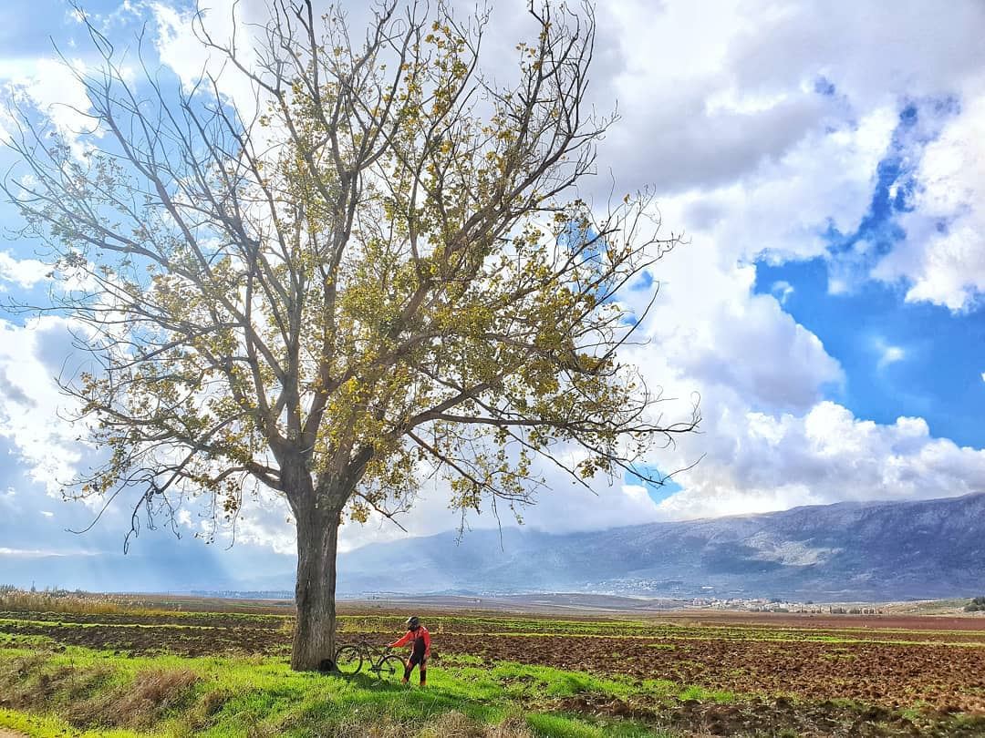 Tree Of Life🍃.... mtblove  cyclinglife  naturelove  tree  mtb ... (`Ammiq, Béqaa, Lebanon)