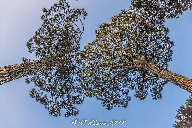  tree  pine  sky  park  green_zone  bd_trees  ig_great_shots_me ... (Swings)