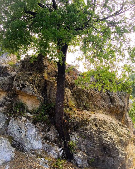 Tree springing from the  rocks  rocher  tree  nature  ig_myshot ...