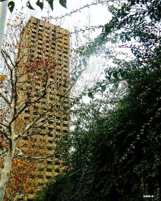  tree  streetphotography  outdoors  noperson  travel  tourism  landscape ... (Beirut, Lebanon)