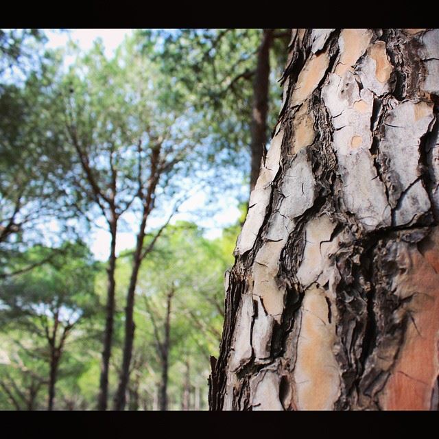  tree  texture  closeup  forest  lebanon  colorful  instagramhub ...