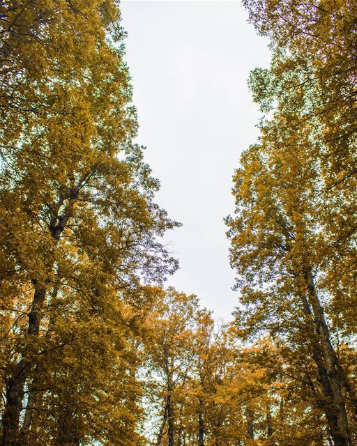 Tree tops 🌳🍁🍂 (غابة العذر)