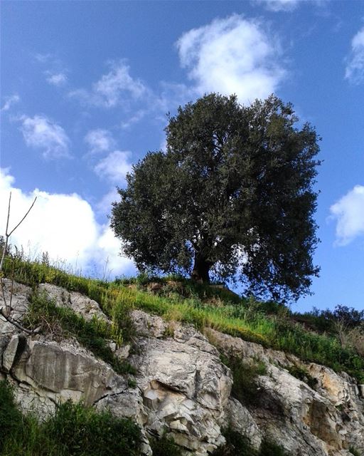 🌳 tree tree_magic treeporn treestagram clouds lebanon beirut... (Beirut, Lebanon)