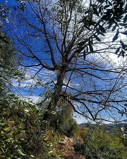  tree  trees  beatifulweather  bluesky  greentrees  enjoysunnyday ... (Hasbaya)