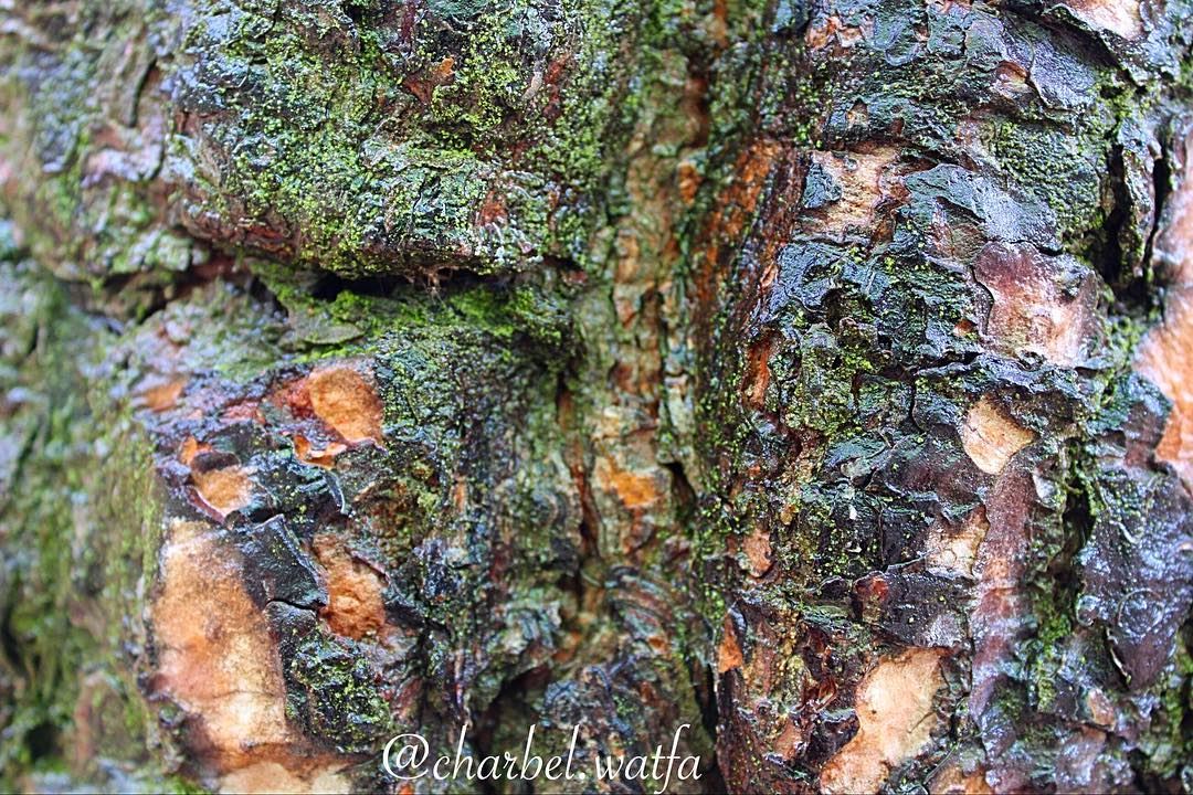  Tree  trunk of  Lebanon treetrunk  treetrunks  treetrunkart ... (Ouyoun Broumana)