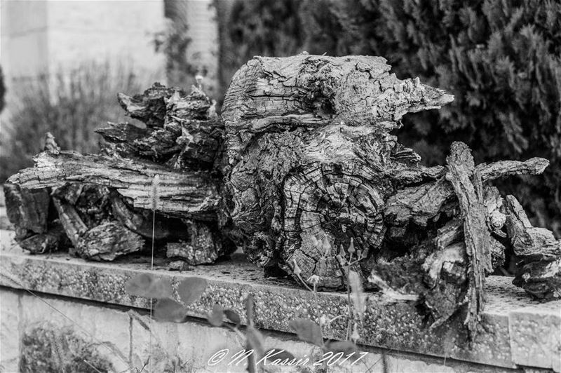  tree  wood  bnw  blackandwhite  lebanon  ig_great_shots ... (St Rafqa-Jrebta)