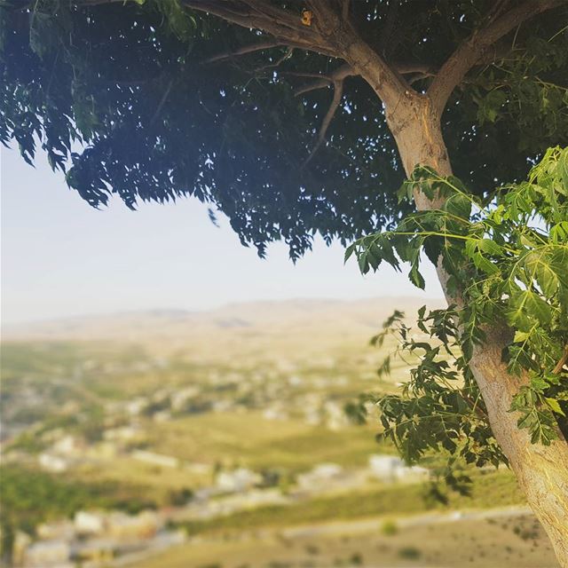  tree...