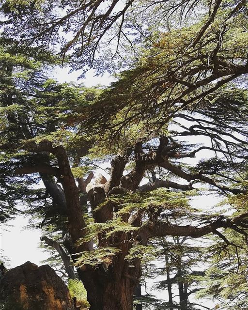  treelover  tree  cedar  livelovebcharre  livelovelebanon  insta_lebanon ... (Cedars of God)