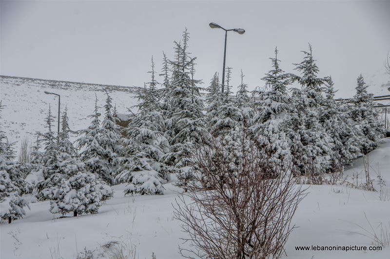 Trees and Faraya River Covered By Snow (Sad Chabrouh, Lebanon)