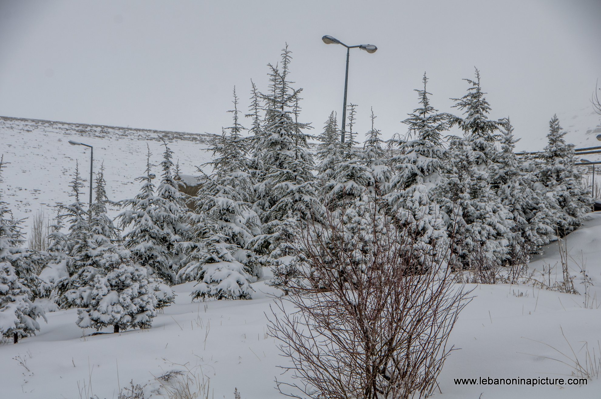 Trees and Faraya River Covered By Snow (Sad Chabrouh, Lebanon)
