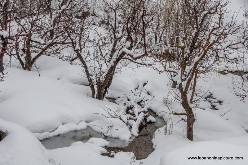 Trees and Faraya River Covered By Snow (Sad Chabrouh, Lebanon)