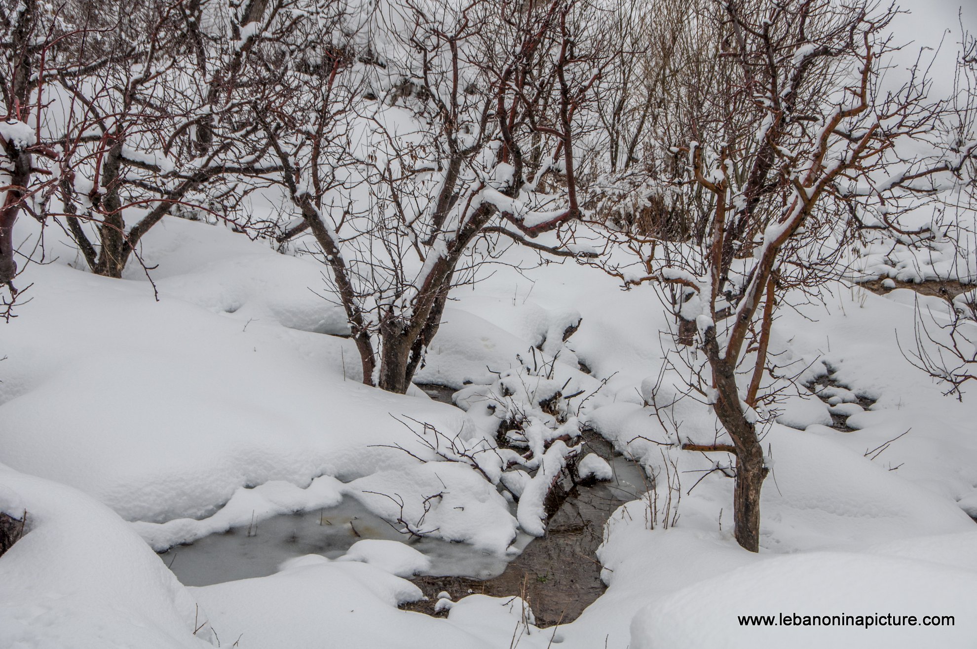 Trees and Faraya River Covered By Snow (Sad Chabrouh, Lebanon)