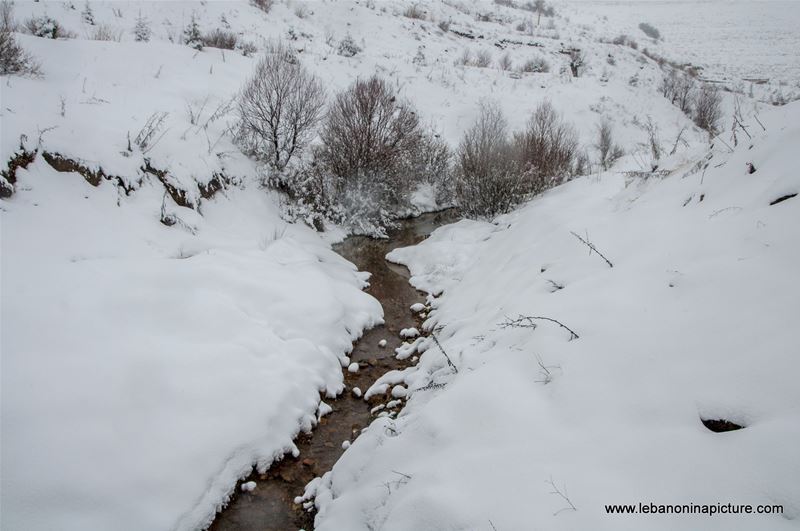 Trees and Faraya River Covered By Snow (Sad Chabrouh, Lebanon)