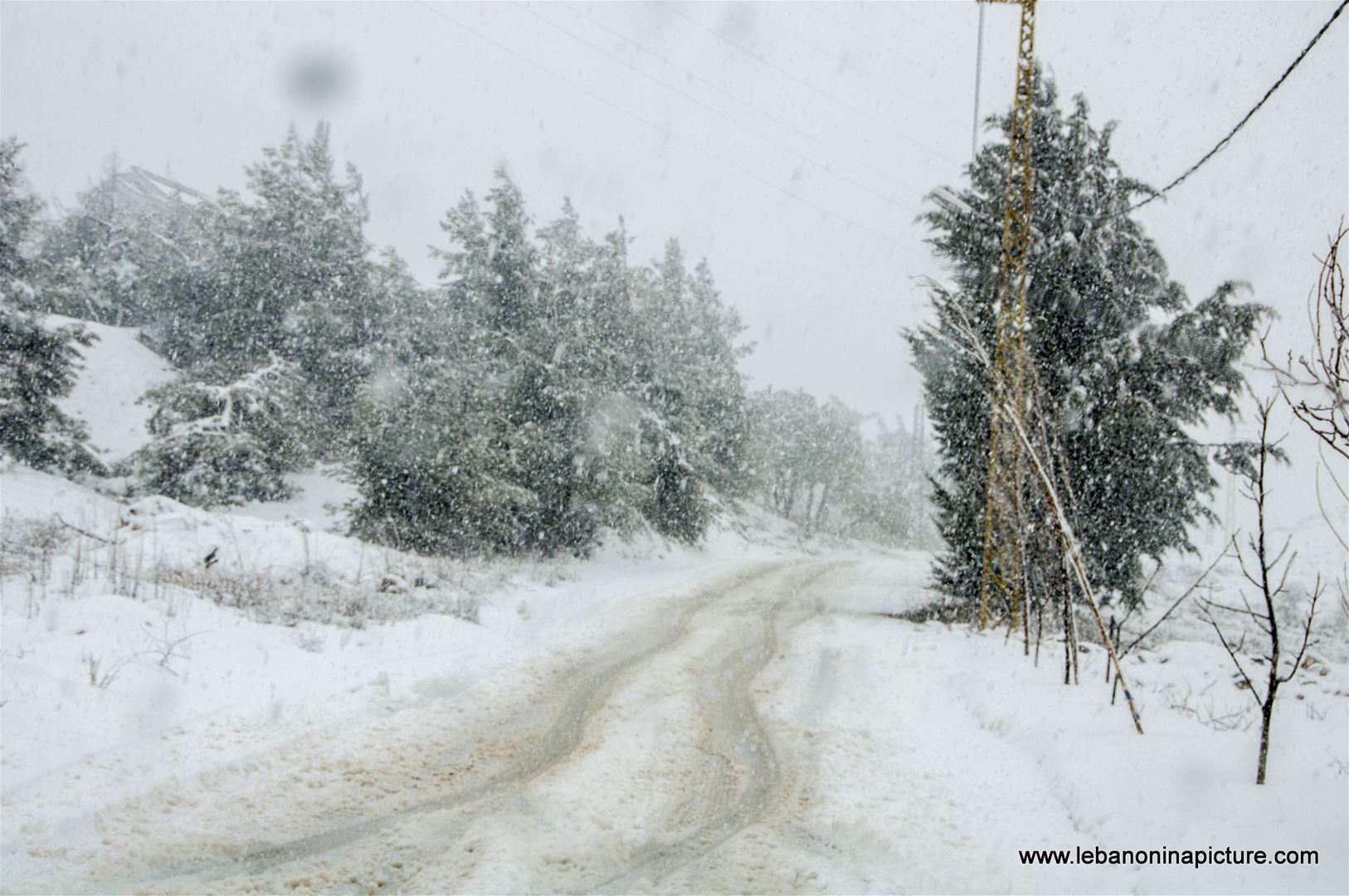 Trees and Roads Covered by Snow (Wata Joz, Lebanon)