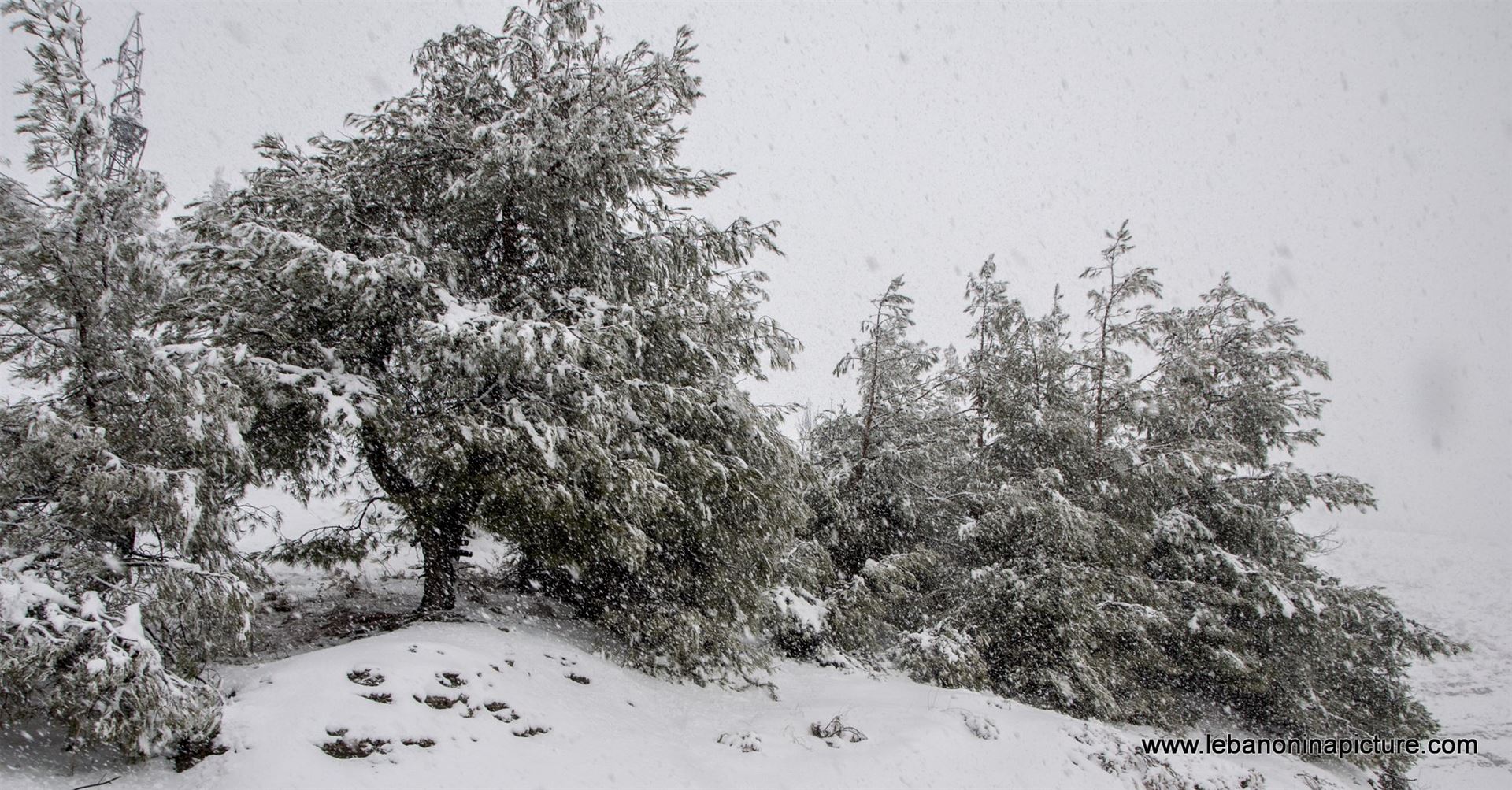 Trees and Roads Covered by Snow (Wata Joz, Lebanon)