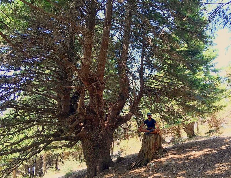  Trees are much like human beings and enjoy other's company . Rare are... (القموعة-عكار العتيقة)