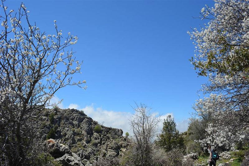 Trees are poems that earth writes upon the sky. ~ K. Gibran loves_lebanon... (Tannurin At Tahta, Liban-Nord, Lebanon)