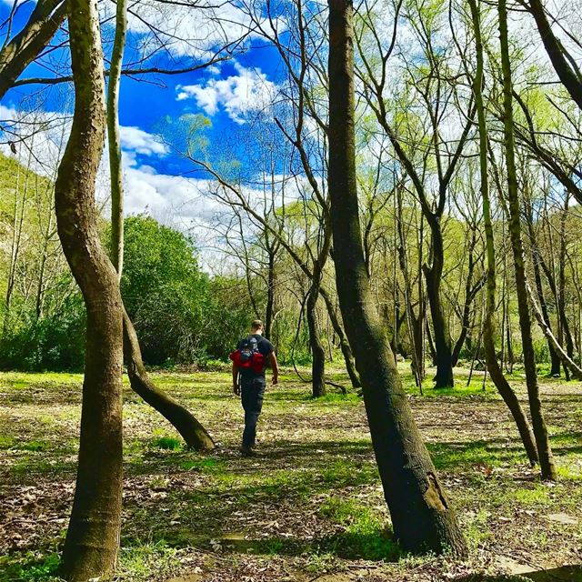 "Trees are poems that the earth write upon the sky". Gibran Khalil Gibran.... (`Akkar, Liban-Nord, Lebanon)