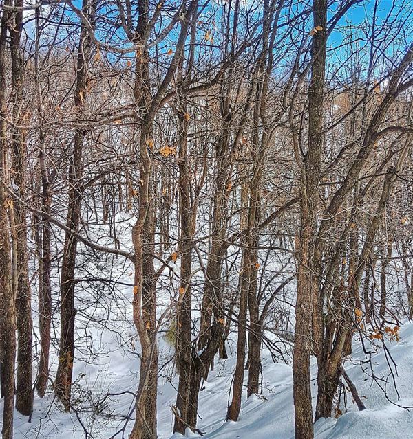 "Trees are poems that the earth writes upon the sky" khalil German  naked ... (Baskinta, Lebanon)
