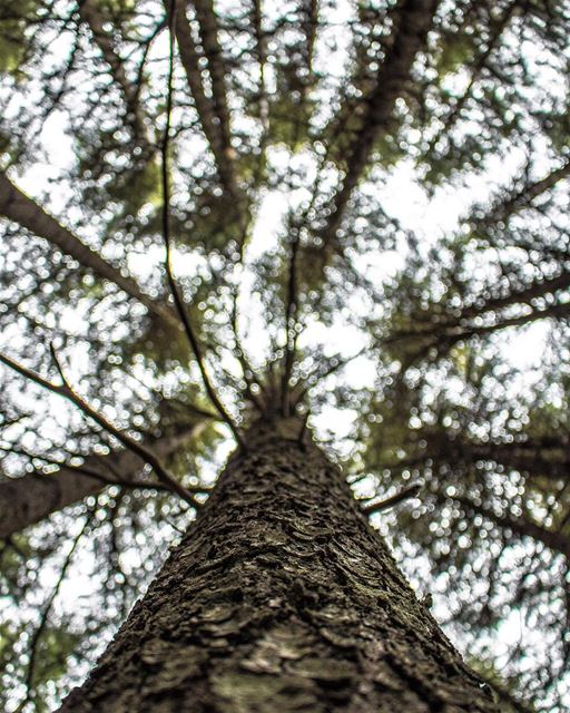 'trees are poems the earth writes upon the sky...'''' photography ... (Arz el Bâroûk)