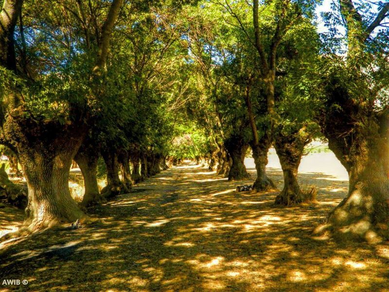 Trees are the earth's endless effort to speak to the listening heaven-... (Aammiq Wetland)