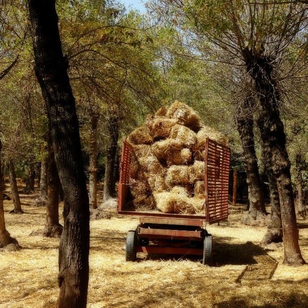  trees brown forest Lebanon taanayel beautiful instagram mountain...