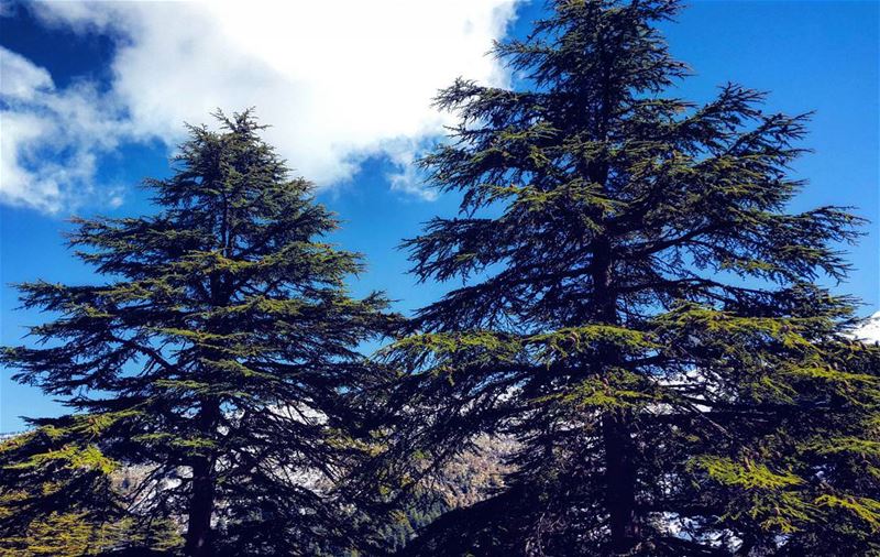 Trees can communicate. You just have to listen.  Lebanon  cedar  sky ... (Ehden, Lebanon)