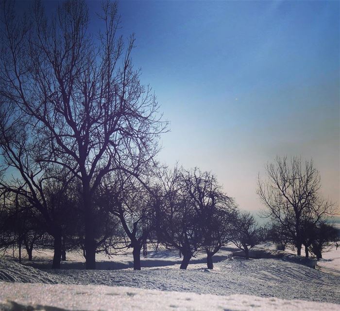 Trees dealing with snow ❄️❄️& cold ! 🇱🇧❄️❄️  sannine  qanatbakish ... (Qanat Bakish, Mont-Liban, Lebanon)