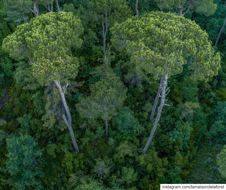 Trees give us so much 🌳🌲🌳 All they need is our love and care in return � (Bkâssîne, Al Janub, Lebanon)