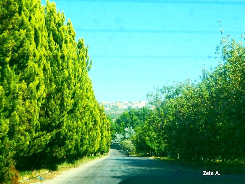  trees  green  gogreen  south  road  roadtrip  travel  tourism  landscape ... (Ansar, Lebanon)