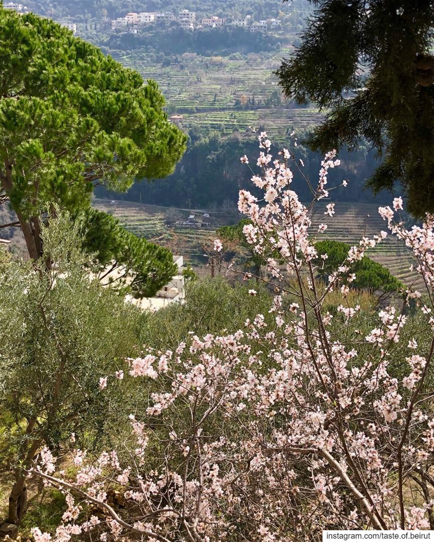 Trees in buds, Spring is around the corner 🤩 Lebanese  livelovelebanon ... (Chouf)