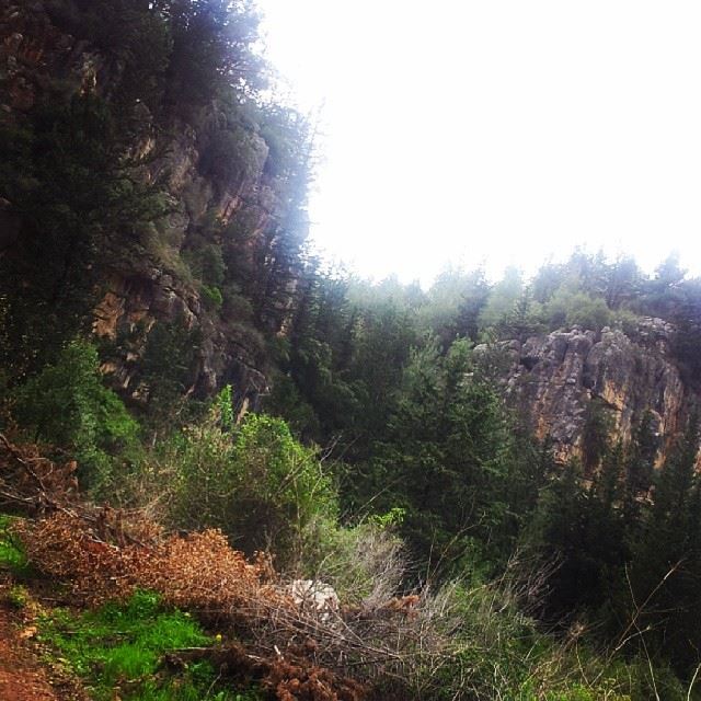  trees  lebanon  nature ...