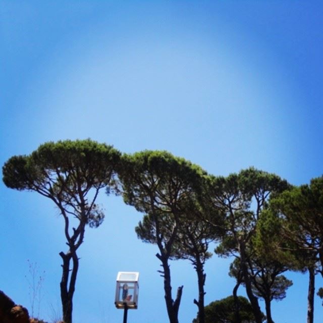 trees mountain sky