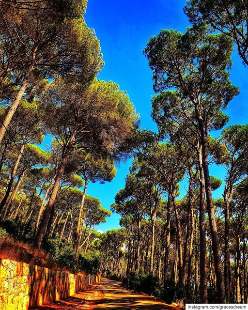 Trees 🌳 ...... Nature  NaturePhotography  NatureLover  NatureLovers... (Ra'S Al Matn, Mont-Liban, Lebanon)