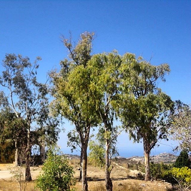 trees nature