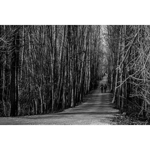  trees  people  walking  nature   path  forest  hd_lebanon  ptk_lebanon ... (Taanayel- Bekaa)