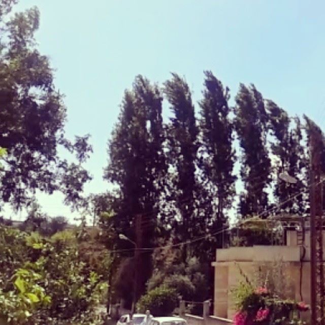 trees sky