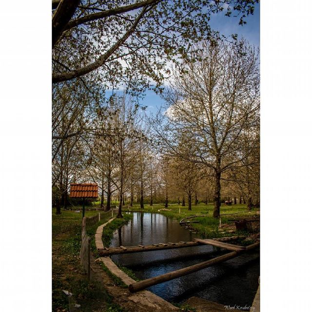  trees  spring  nature  sun stream  sunny  bridge  water  lebanon ...