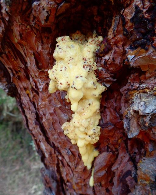  Trust is the  glue of  life... kobayat  treeglue  treesap  treebark ... (Al Qubayyat, Liban-Nord, Lebanon)