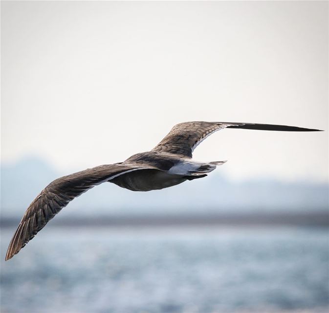 Trust your wings \_/ ...  flying  bird  uccello  volante  gabbiano  wings ...