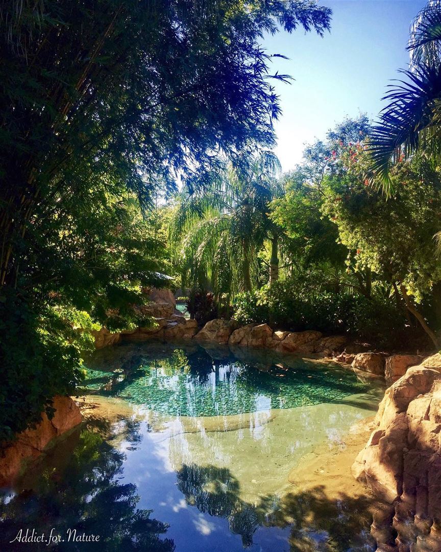 Try to find beauty wherever you go!.... palmtreescape ... (Discovery Cove)